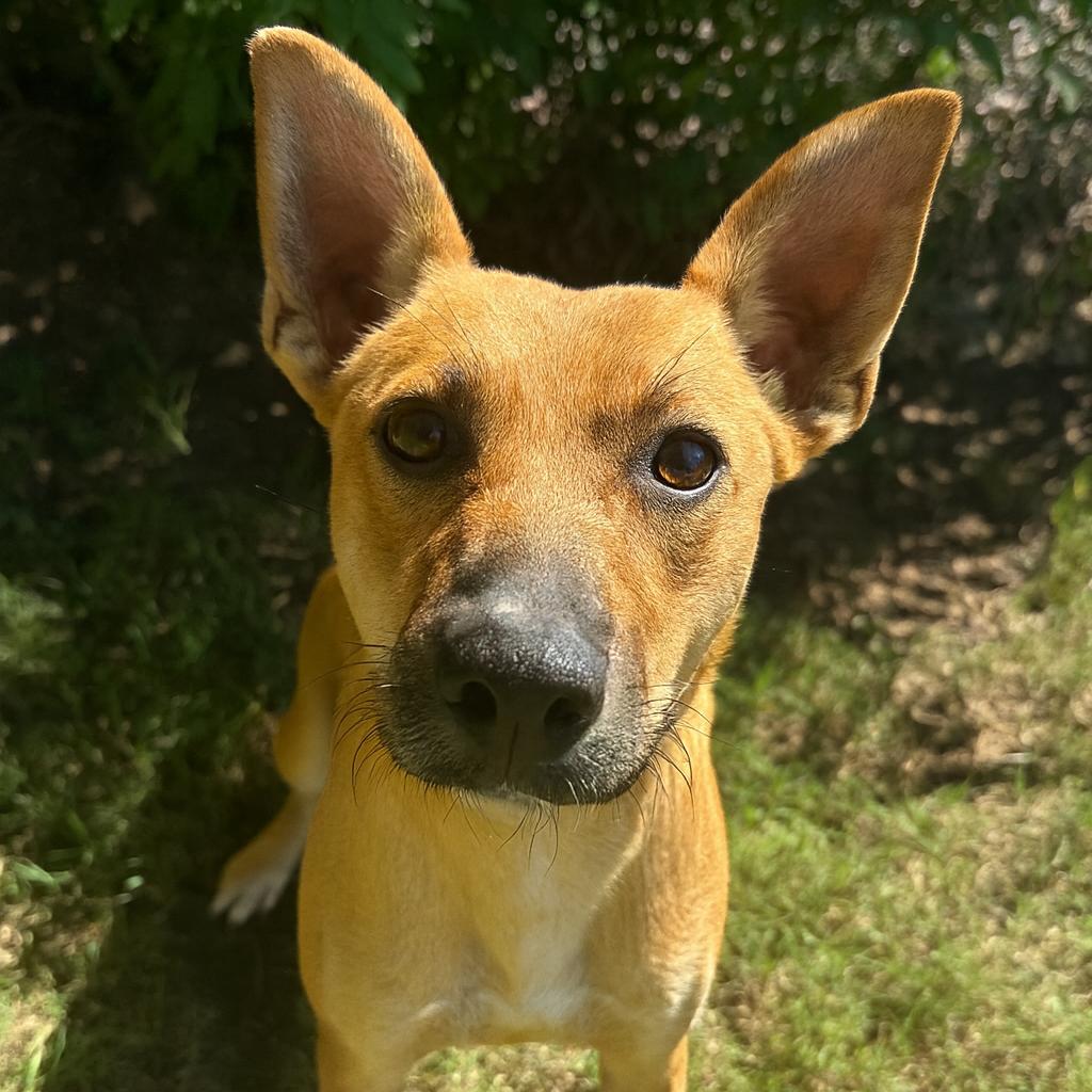 Enlarge KiKi P46542, a Adoptable mixed breed in Corsicana, TX image 2/4