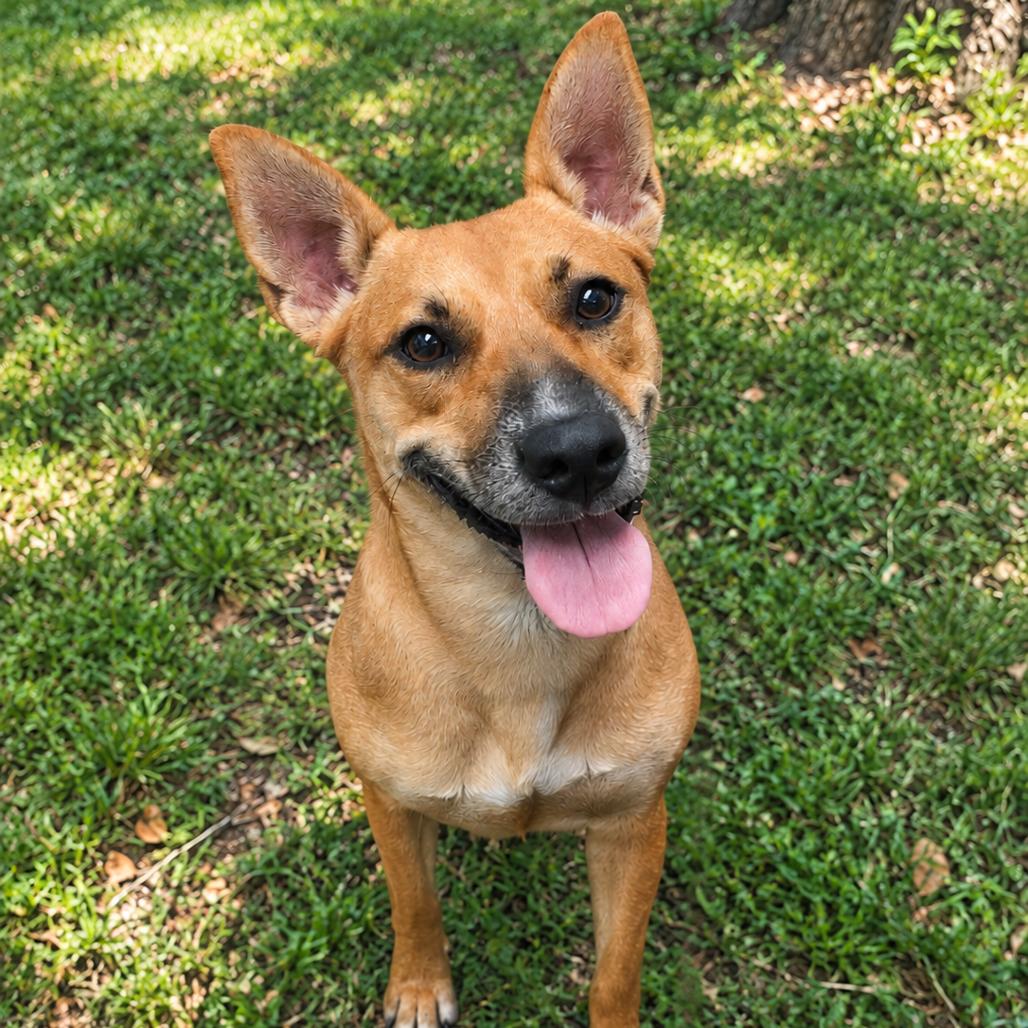 Enlarge KiKi P46542, a Adoptable mixed breed in Corsicana, TX image 3/4