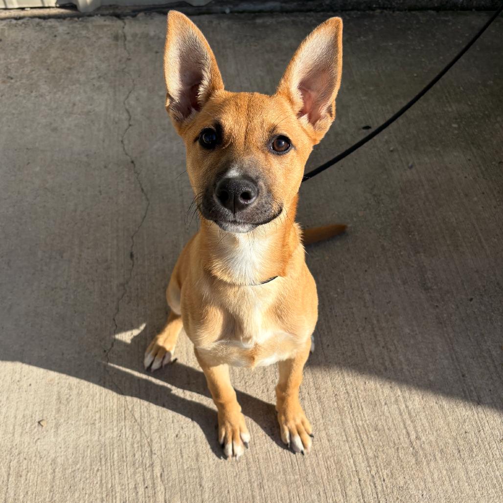 Enlarge KiKi P46542, a Adoptable mixed breed in Corsicana, TX image 4/4