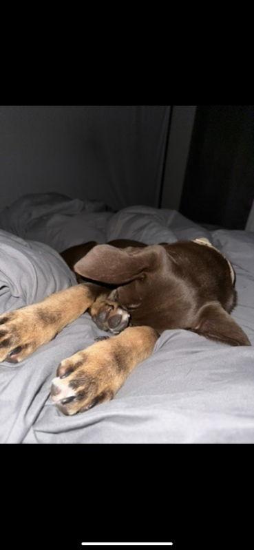 Bear, Adoptable, Young Male German Pinscher & Australian Kelpie.