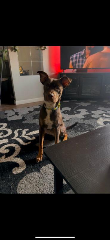 Enlarge Bear, a Adoptable mixed breed in San Diego, CA image 2/3