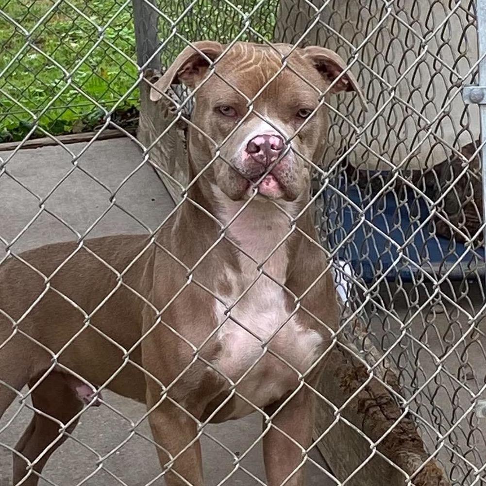 Hey Dude, Adoptable, Adult Male Mixed Breed.