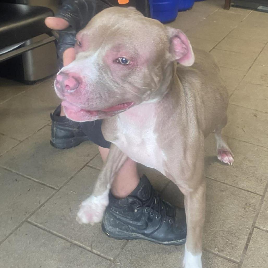 Enlarge Hey Dude, a Adoptable Mixed Breed in Huntington, WV image 2/6