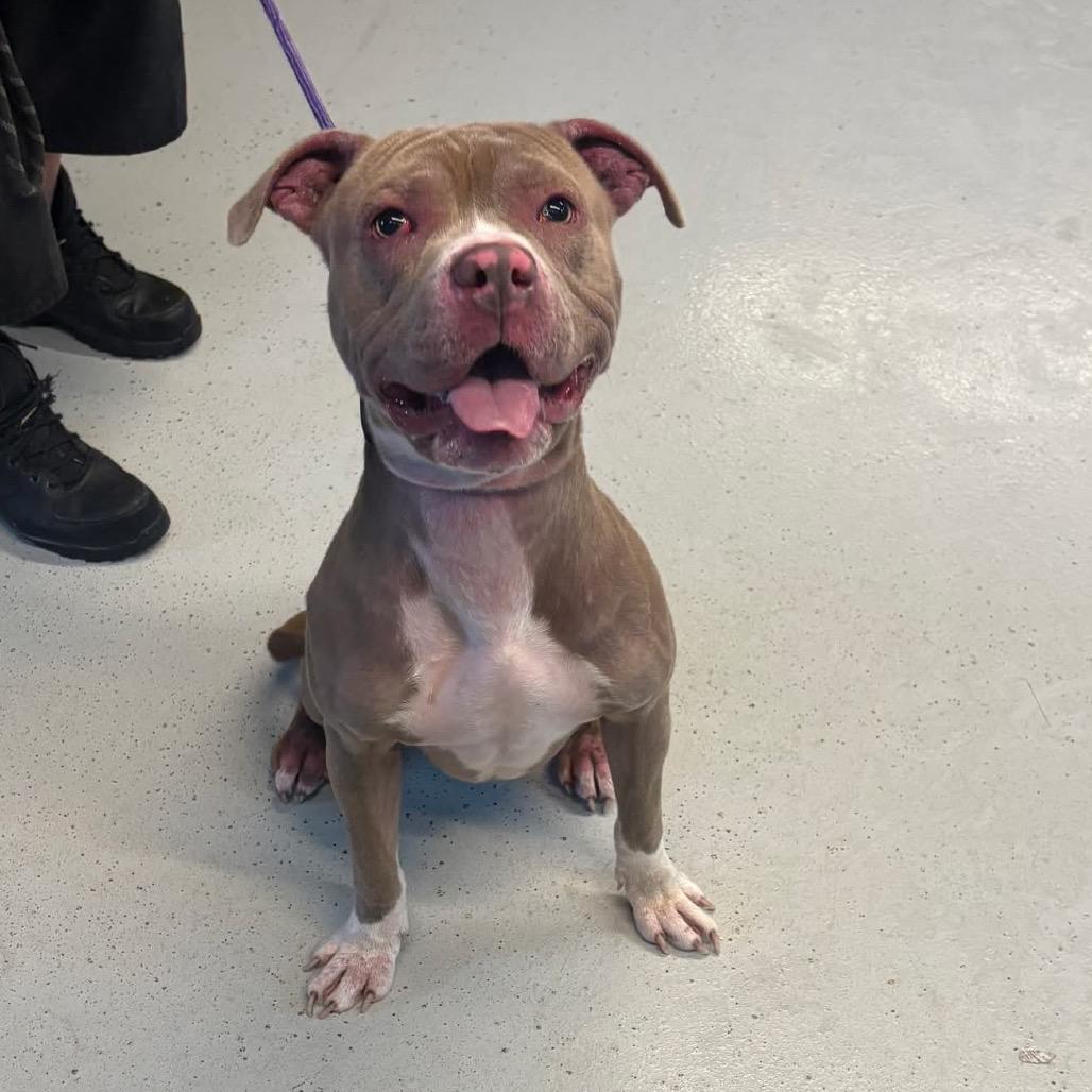 Enlarge Hey Dude, a Adoptable Mixed Breed in Huntington, WV image 3/6