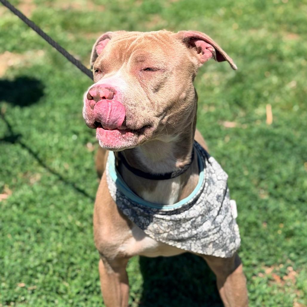 Enlarge Hey Dude, a Adoptable Mixed Breed in Huntington, WV image 4/6