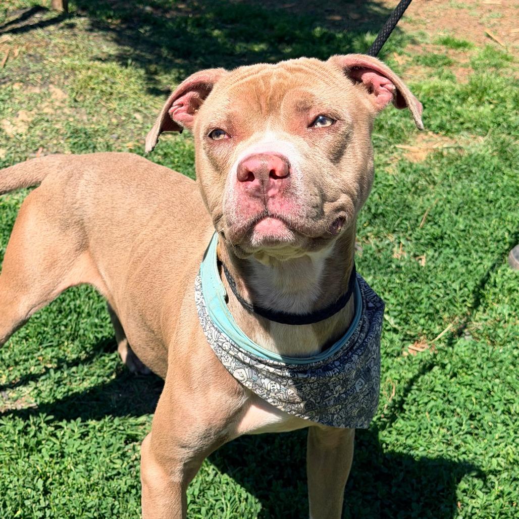 Enlarge Hey Dude, a Adoptable Mixed Breed in Huntington, WV image 5/6