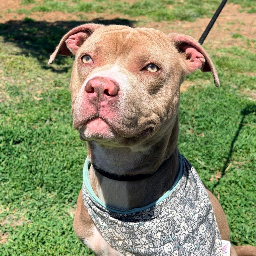 Enlarge Hey Dude, a Adoptable Mixed Breed in Huntington, WV image 6/6