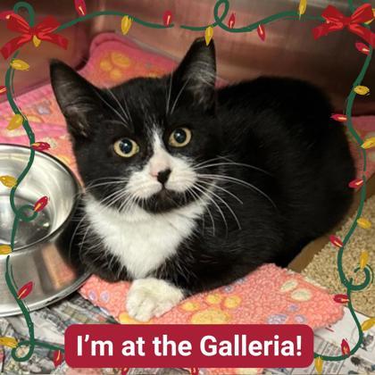 Impact, Adoptable, Kitten Male Domestic Short Hair & Domestic Short Hair.