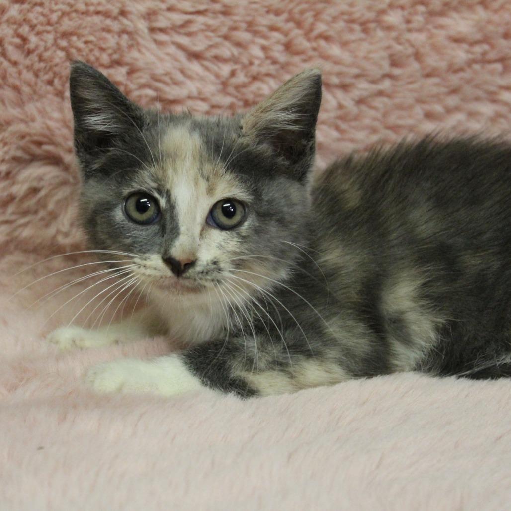 Skelly, Adoptable, Kitten Female Domestic Short Hair.