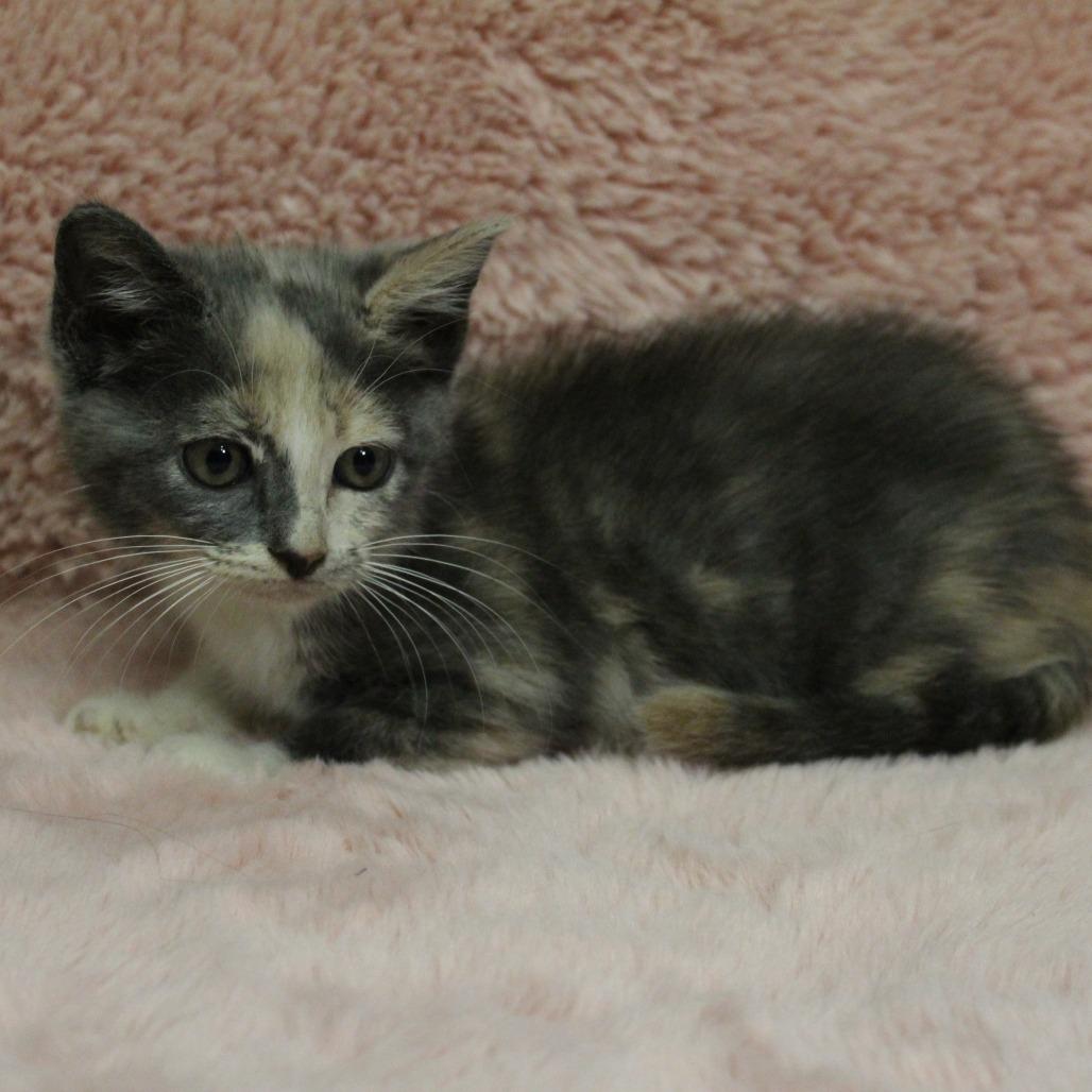 Enlarge Skelly, a Adoptable Domestic Short Hair in Auburn, AL image 2/5
