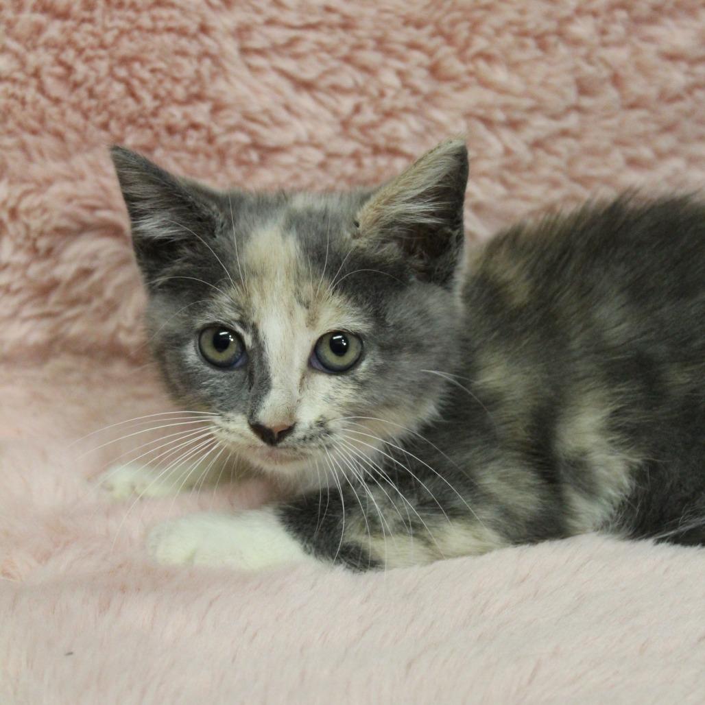Enlarge Skelly, a Adoptable Domestic Short Hair in Auburn, AL image 3/5