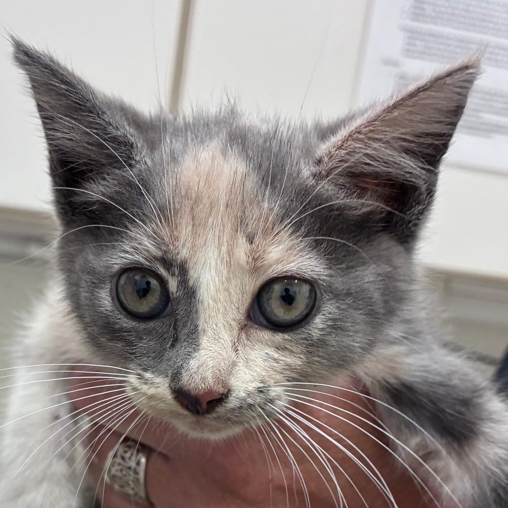 Enlarge Skelly, a Adoptable Domestic Short Hair in Auburn, AL image 4/5