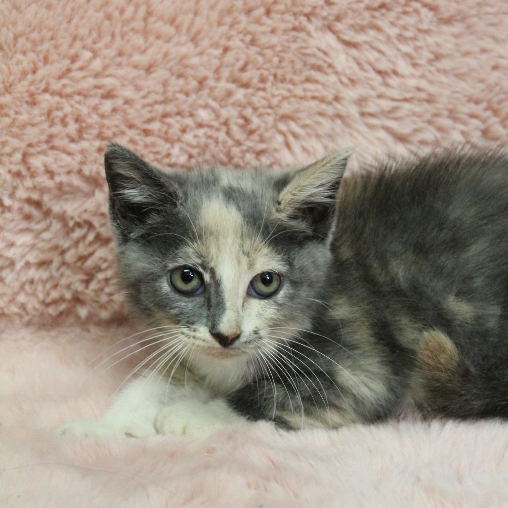 Enlarge Skelly, a Adoptable Domestic Short Hair in Auburn, AL image 5/5