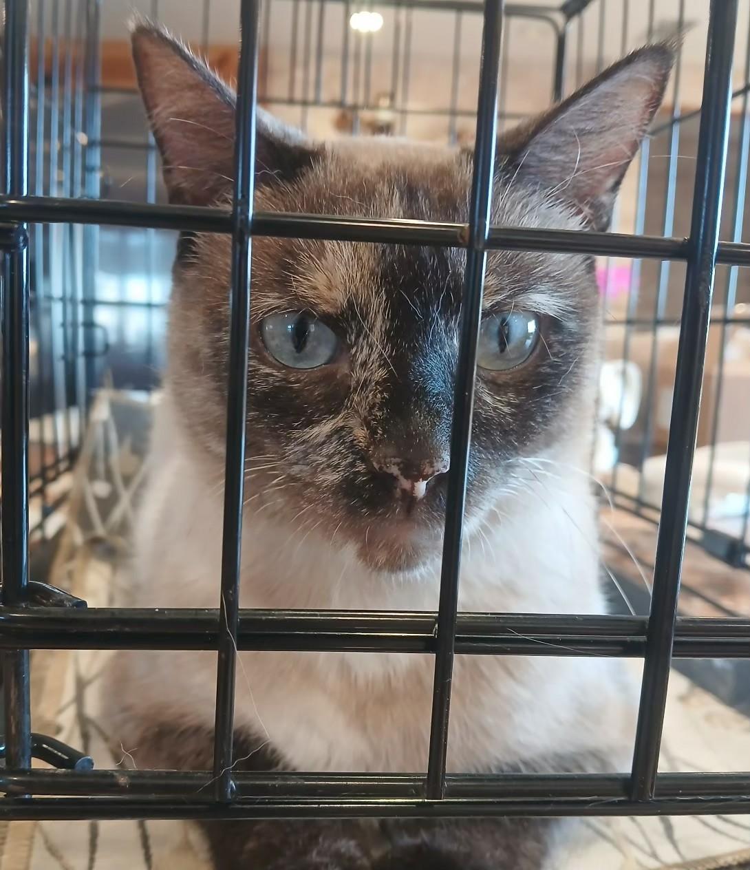 Enlarge 5149195, a ADOPTABLE Siamese in Lees Summit, MO image 1/1