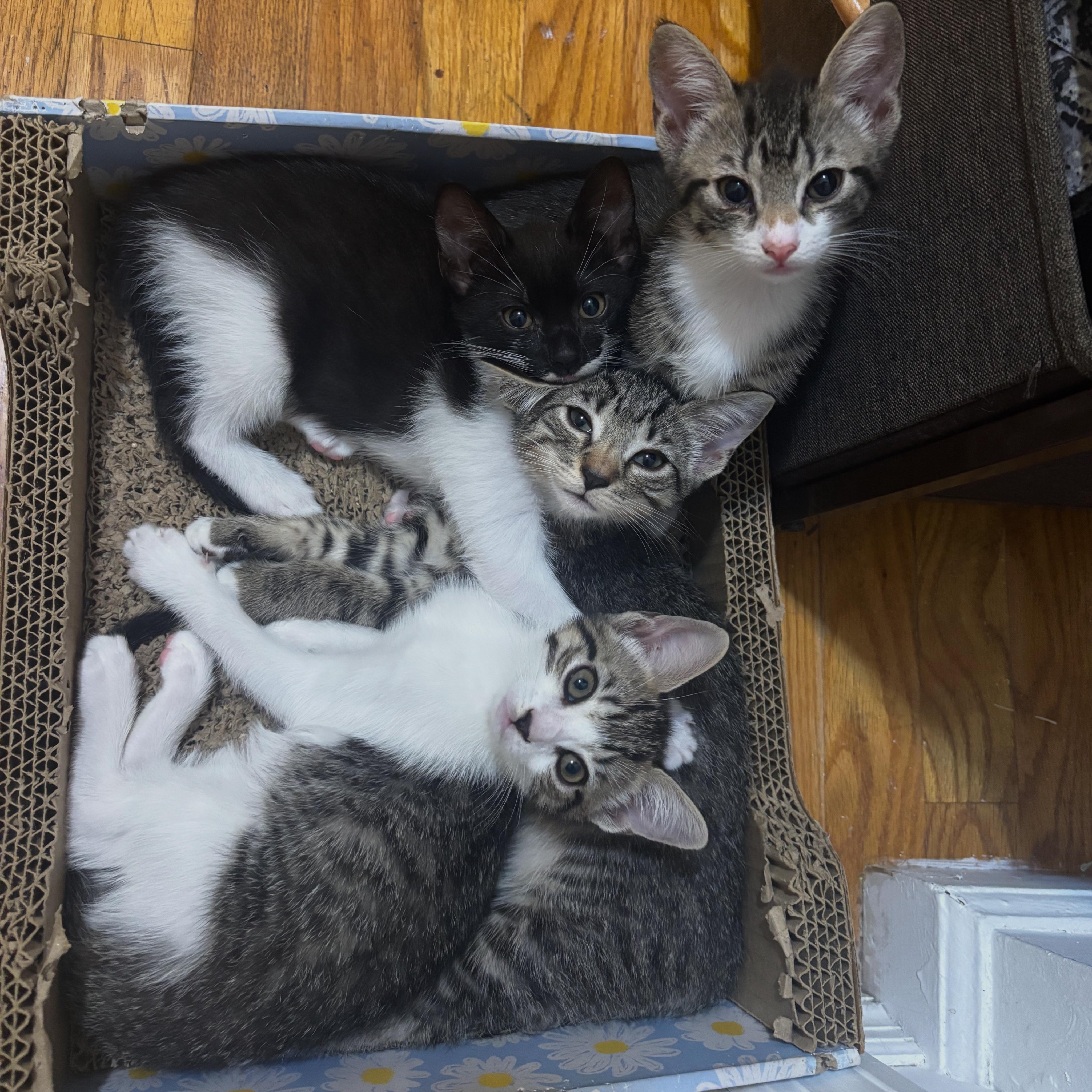 Larry, a Adopted Domestic Short Hair in New York, NY image 6/6