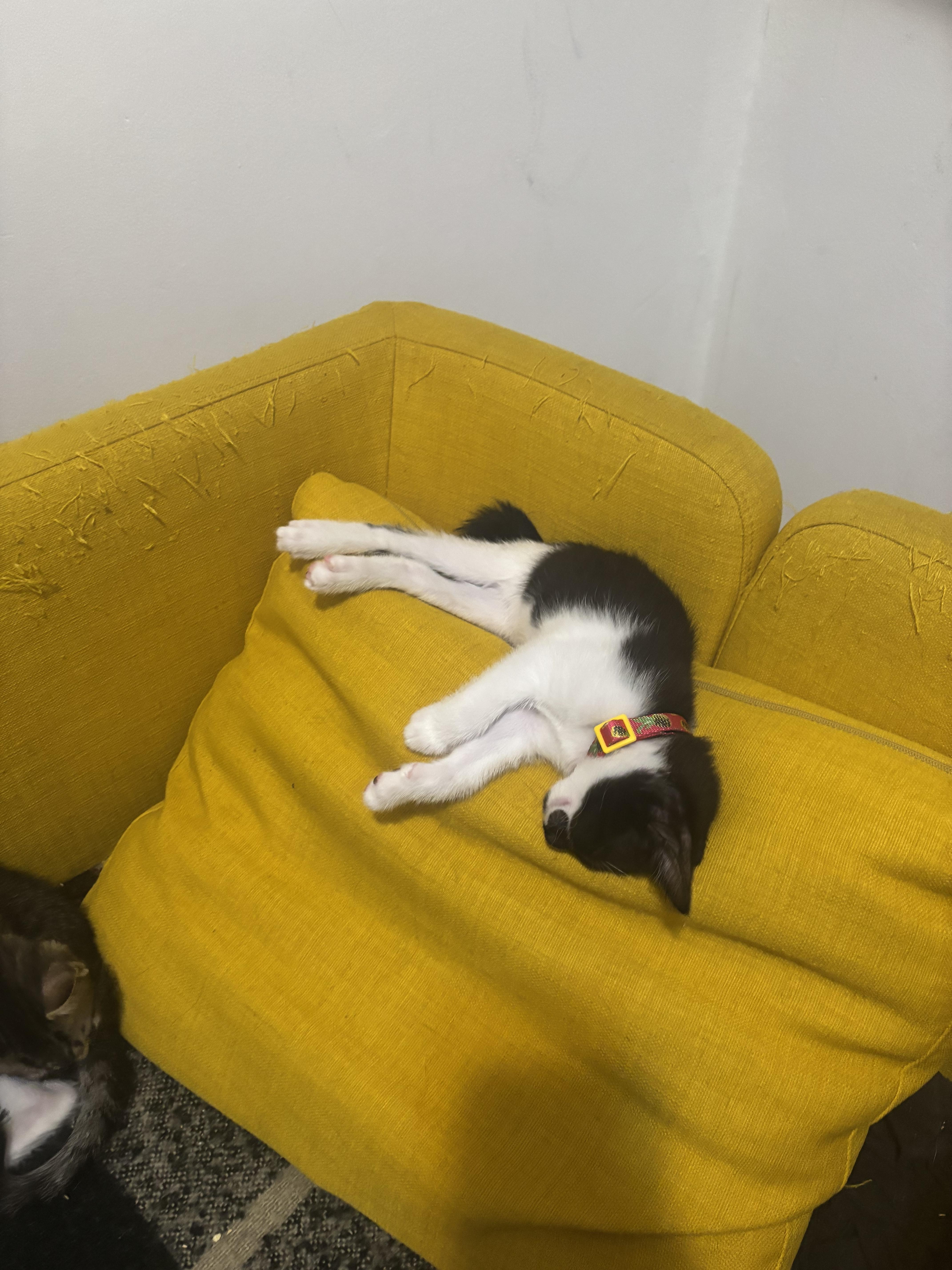 Larry, a Adopted Domestic Short Hair in New York, NY image 5/6