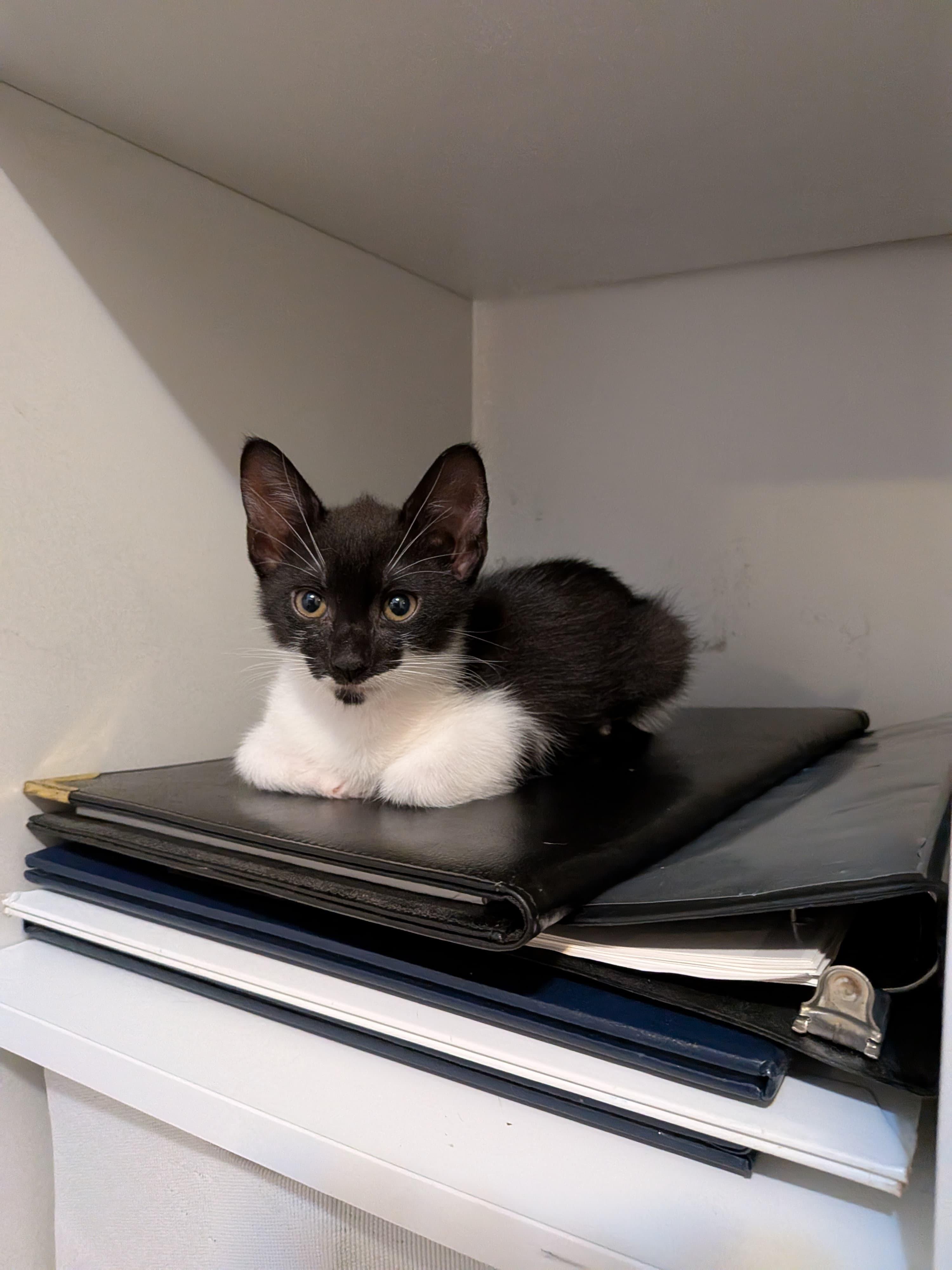 Larry, a Adopted Domestic Short Hair in New York, NY image 3/6