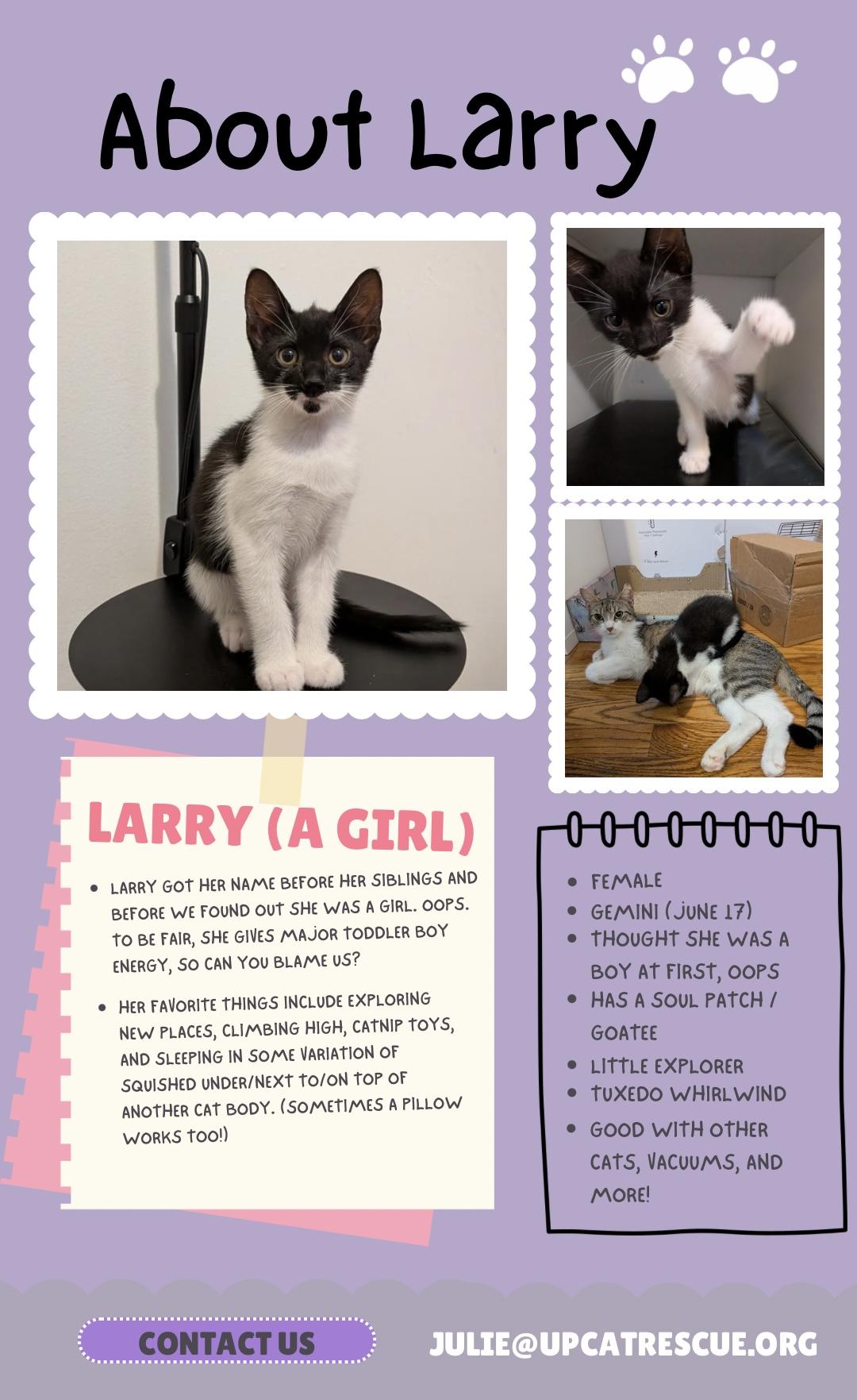 Larry, a Adopted Domestic Short Hair in New York, NY image 2/6