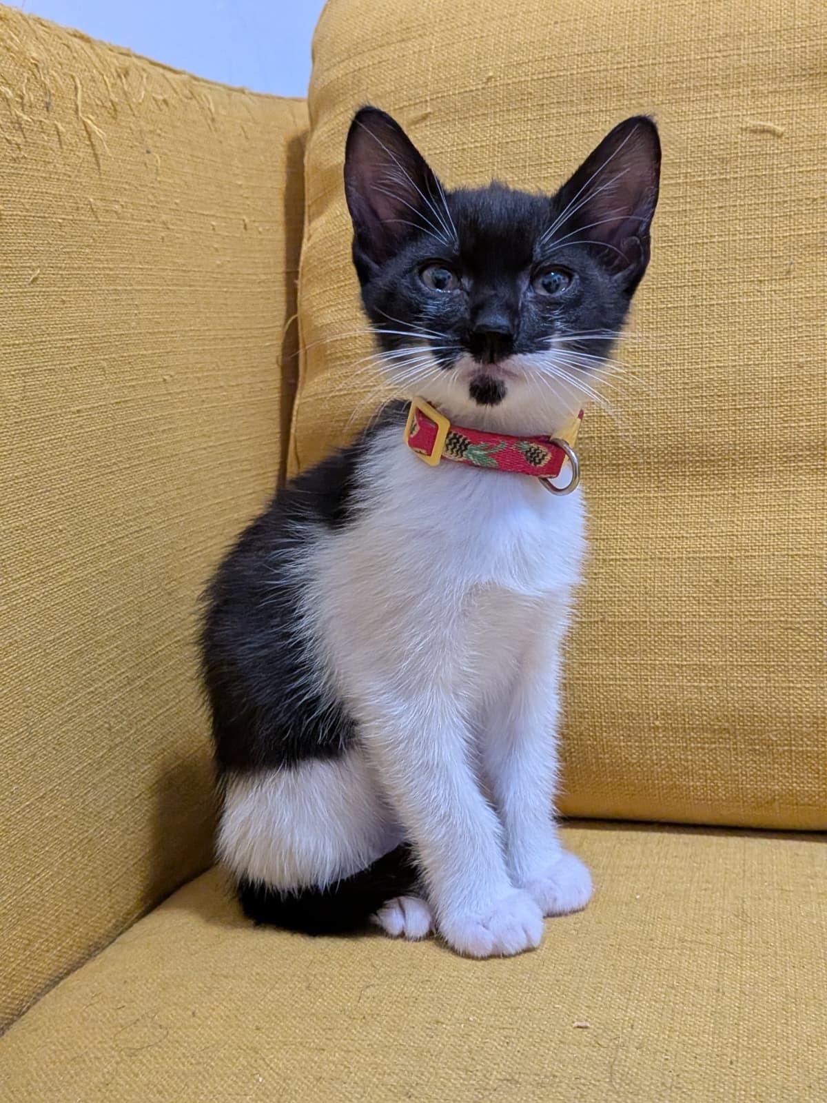 Larry, a Adopted Domestic Short Hair in New York, NY image 1/6