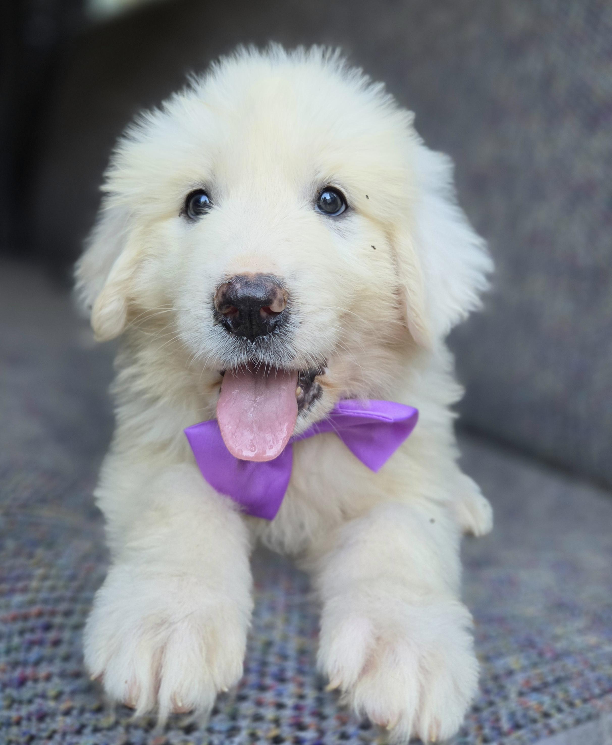 Enlarge Sage, a Adoptable Great Pyrenees in Fayetteville , NC image 4/6