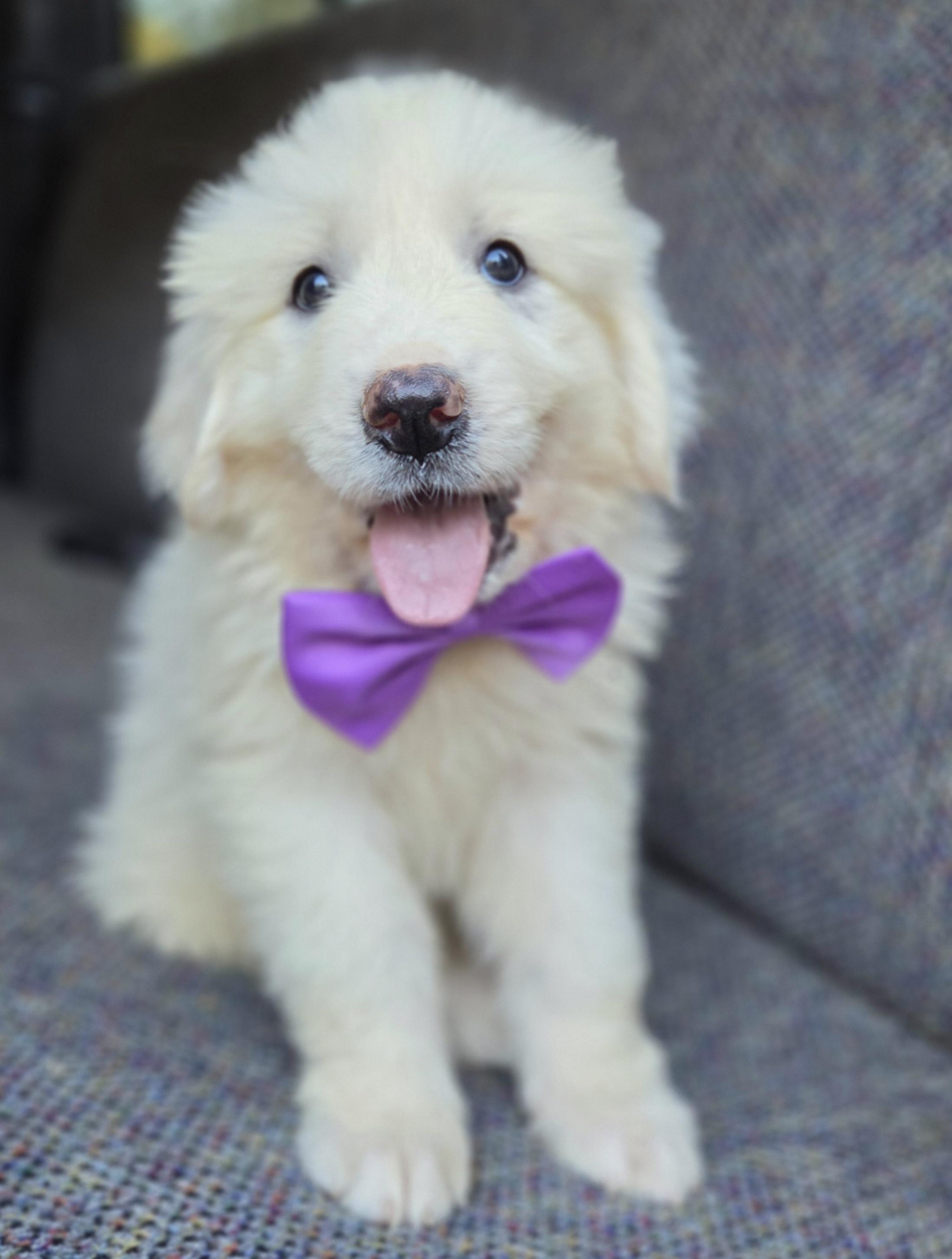 Enlarge Sage, a Adoptable Great Pyrenees in Fayetteville , NC image 2/6