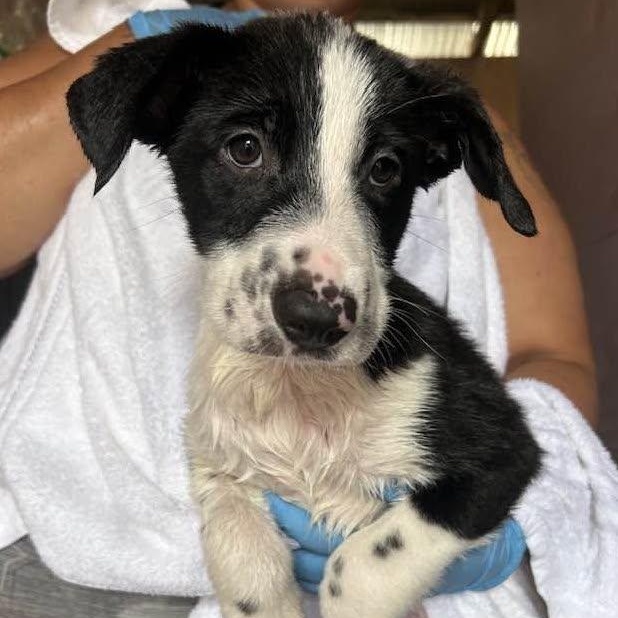 Enlarge RIGHTY, a ADOPTABLE Australian Cattle Dog / Blue Heeler in Vacaville, CA image 1/1