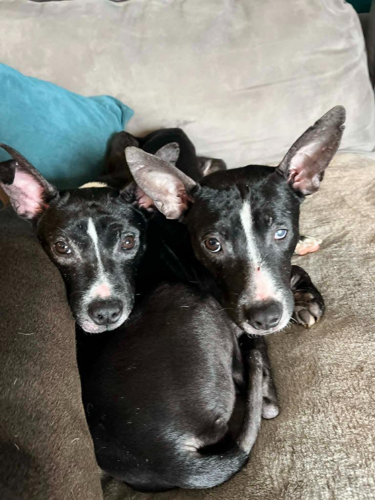 Marsh, Adoptable, Puppy Female Rat Terrier.