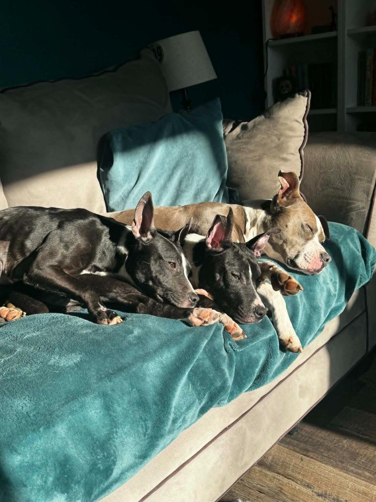 Enlarge Marsh, a Adoptable mixed breed in Detroit, MI image 3/6