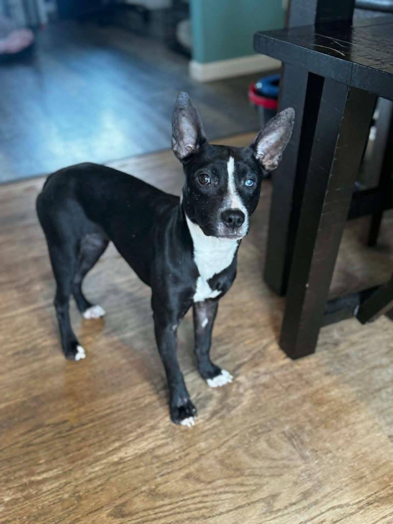 Enlarge Marsh, a Adoptable mixed breed in Detroit, MI image 4/6