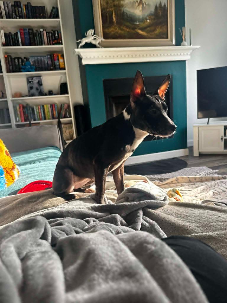 Enlarge Marsh, a Adoptable mixed breed in Detroit, MI image 6/6