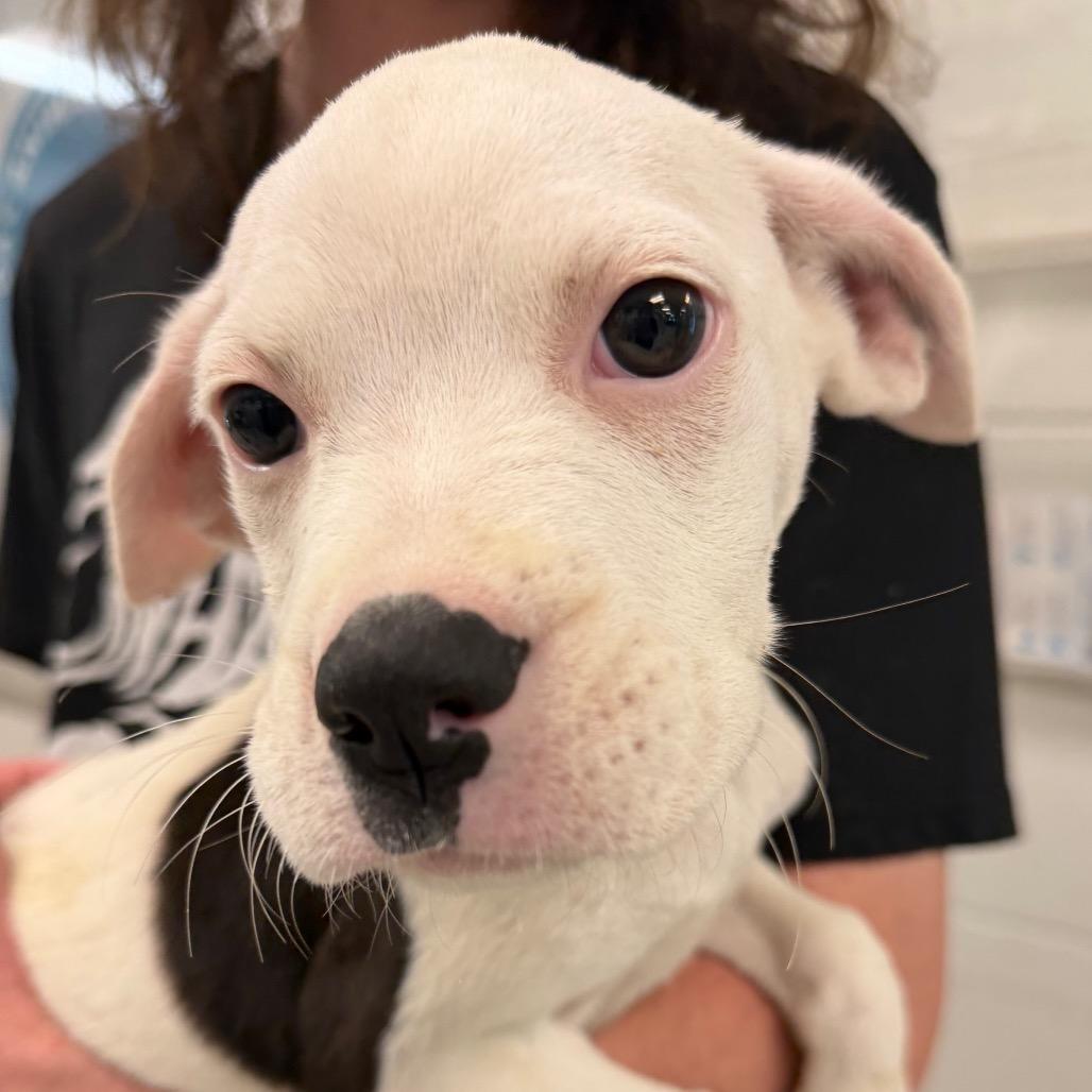 Nellie C-34366, Adoptable, Puppy Female Boxer & Mixed Breed.