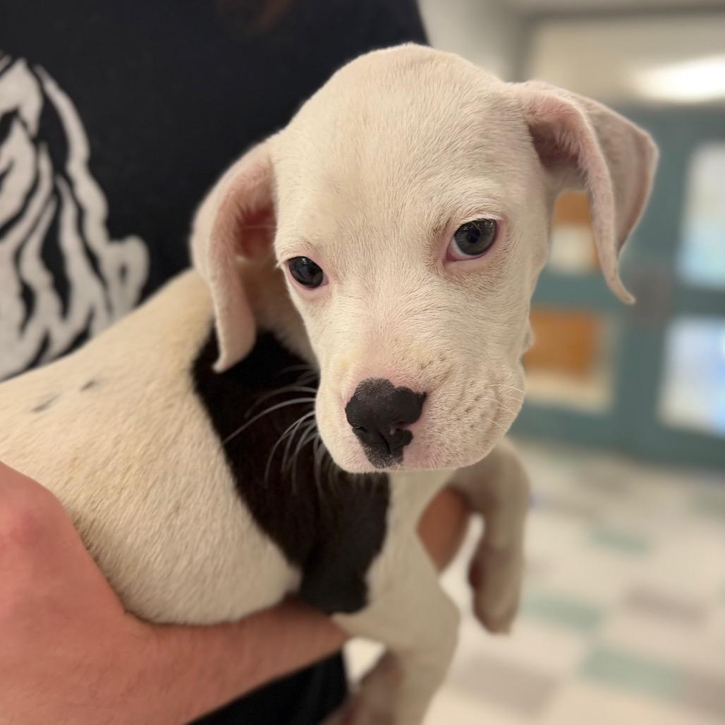 Nellie C-34366, a Adoptable mixed breed in Oklahoma City, OK image 2/3