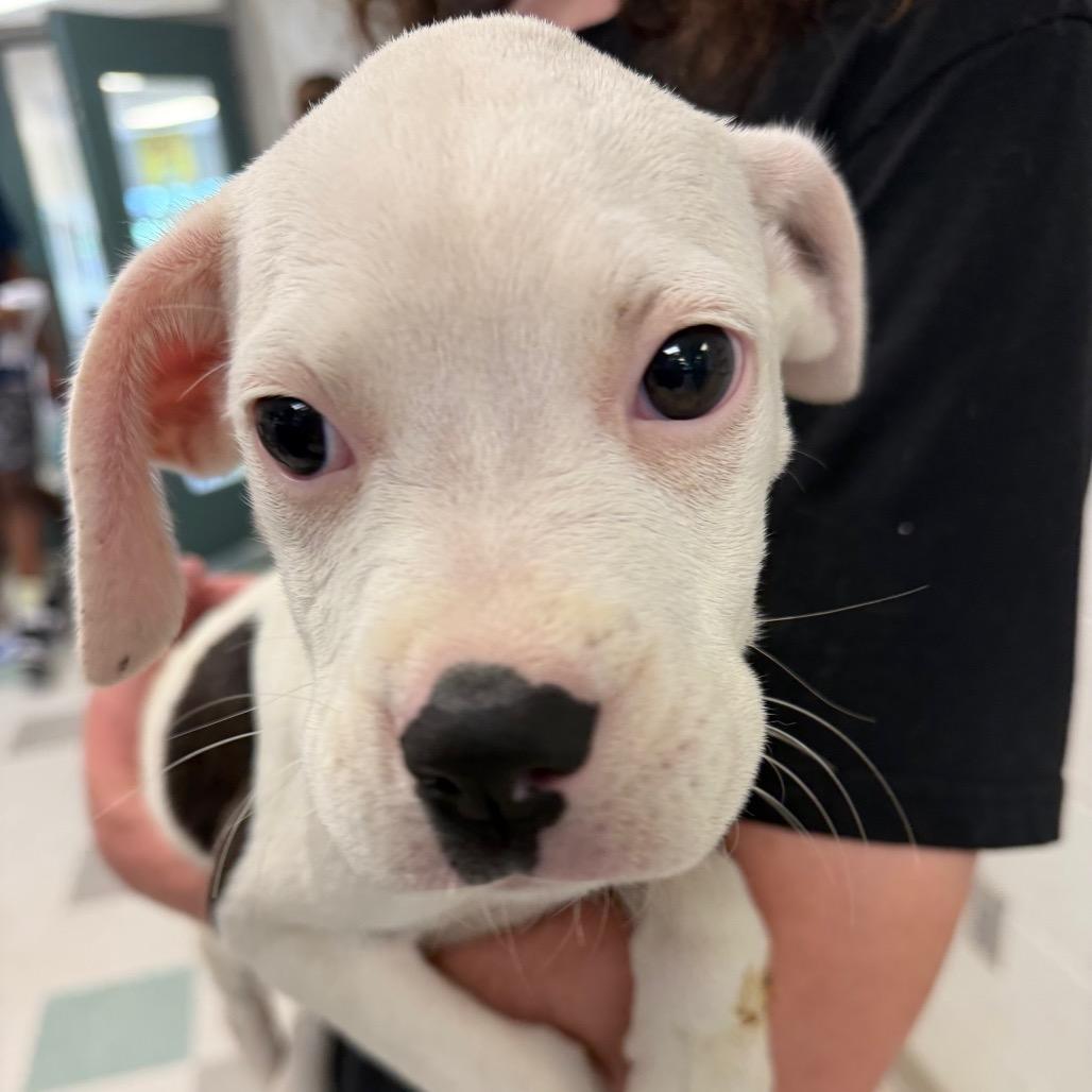 Nellie C-34366, a Adoptable mixed breed in Oklahoma City, OK image 3/3