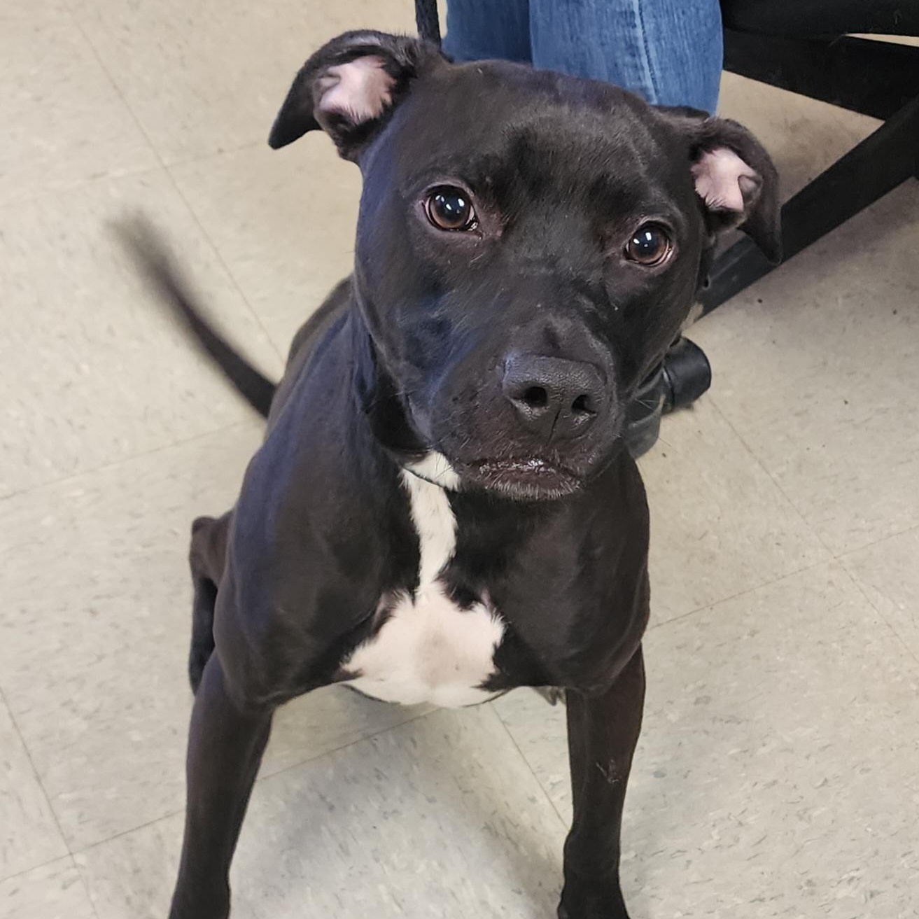 Duke, adopted, Young Male Pit Bull Terrier & Black Labrador Retriever.