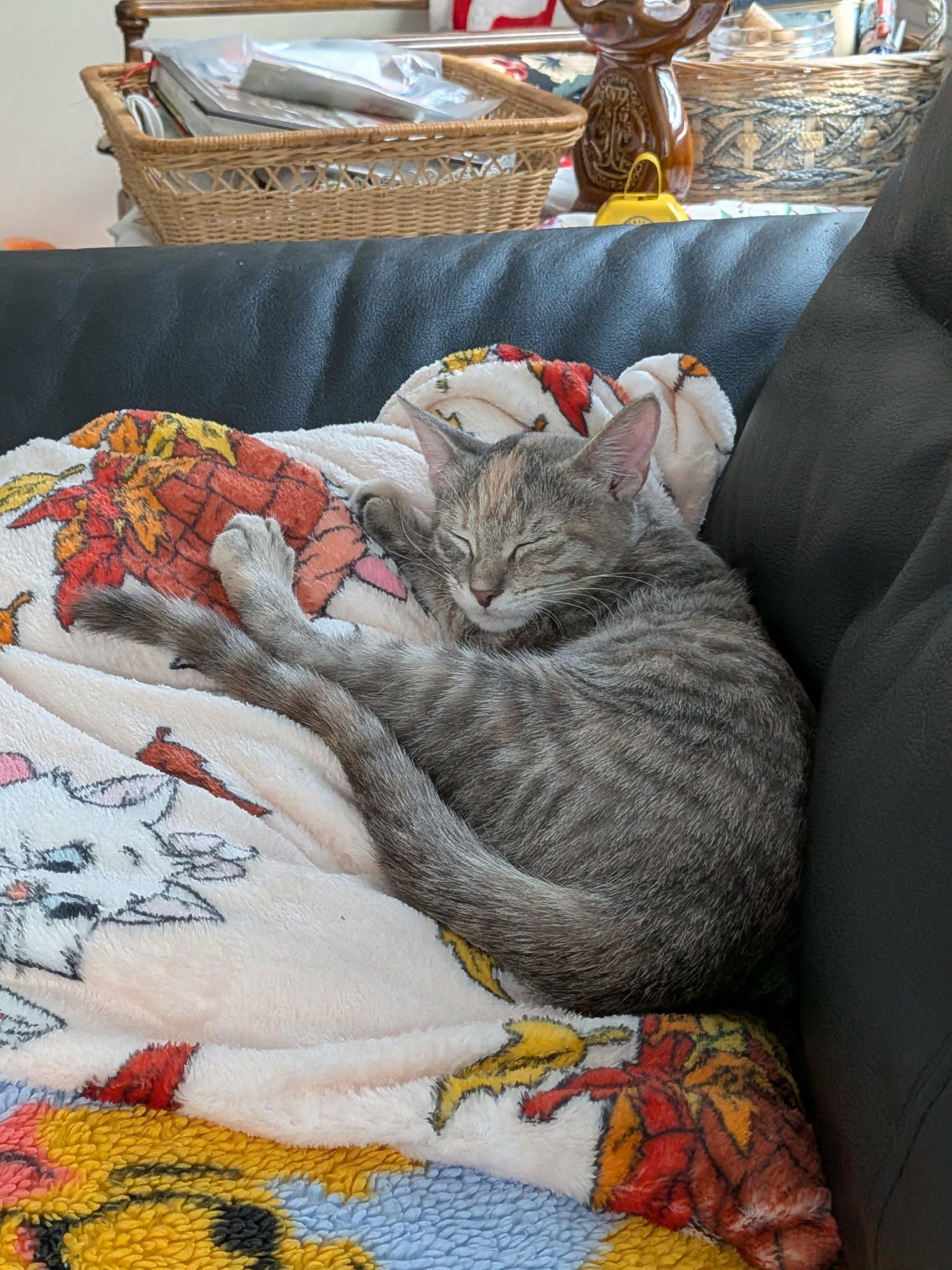 Enlarge Timpani, a Adoptable Domestic Short Hair in Milwaukee, WI image 3/6