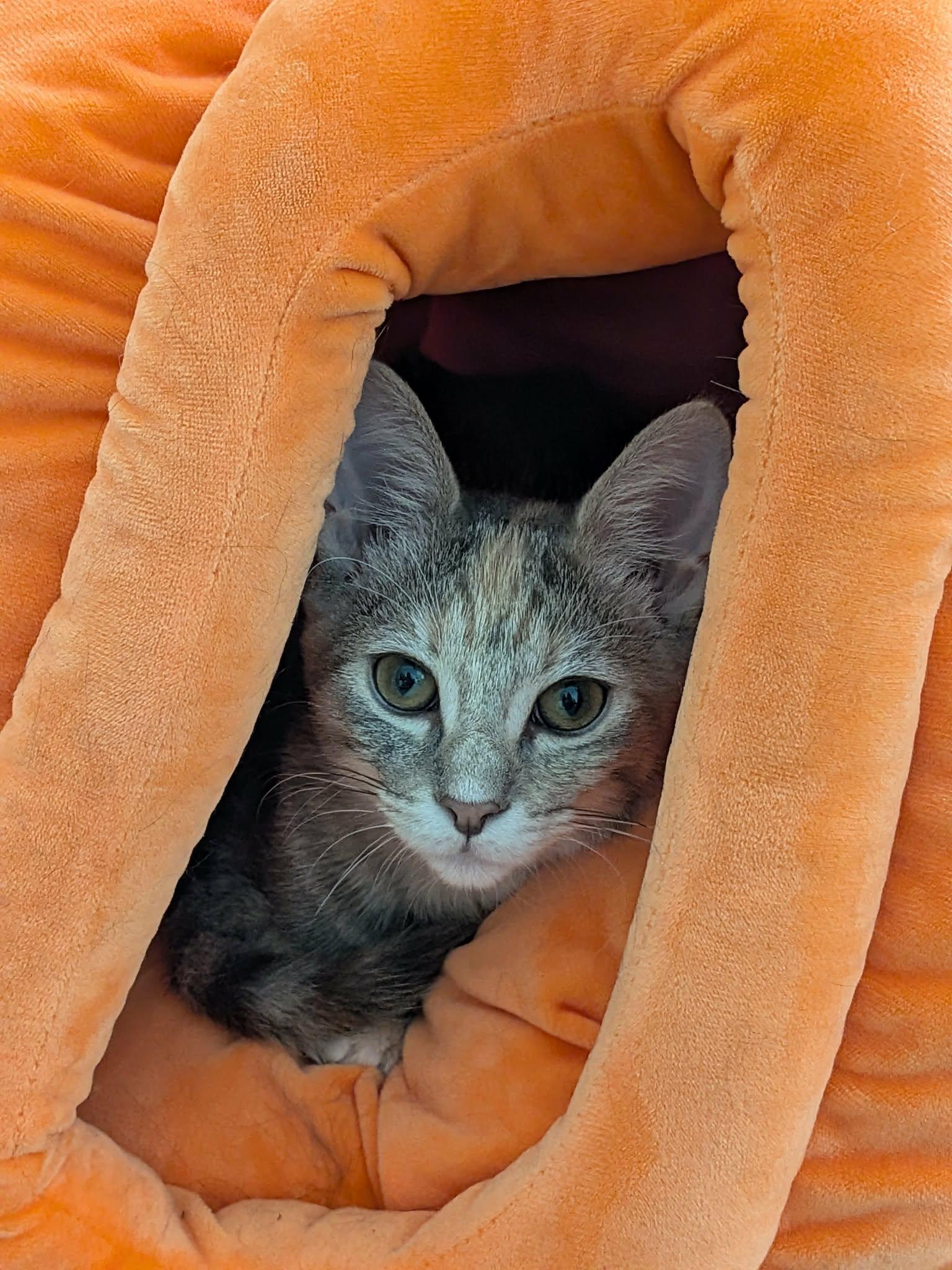 Enlarge Timpani, a Adoptable Domestic Short Hair in Milwaukee, WI image 6/6