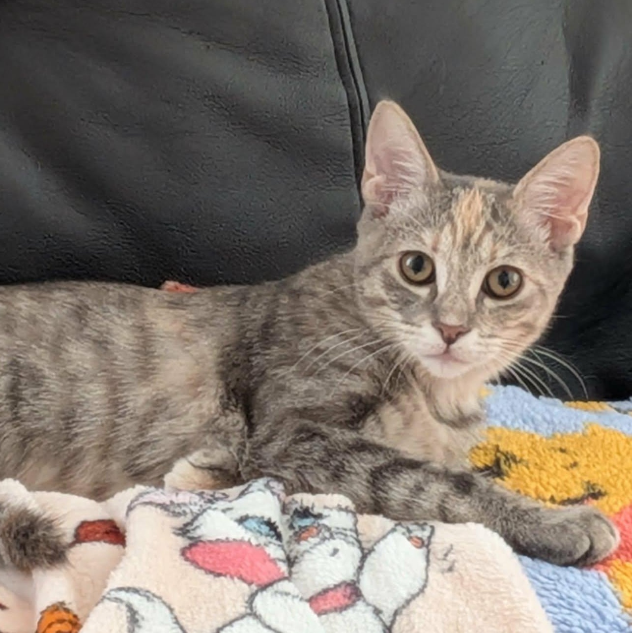 Timpani, Adoptable, Kitten Female Domestic Short Hair.