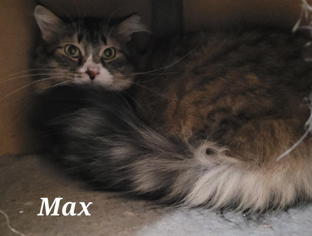 Enlarge Max, a Adoptable mixed breed in Cedar Rapids, IA image 2/6