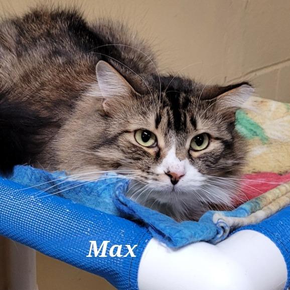 Max, a Adoptable mixed breed in Cedar Rapids, IA image 2/6