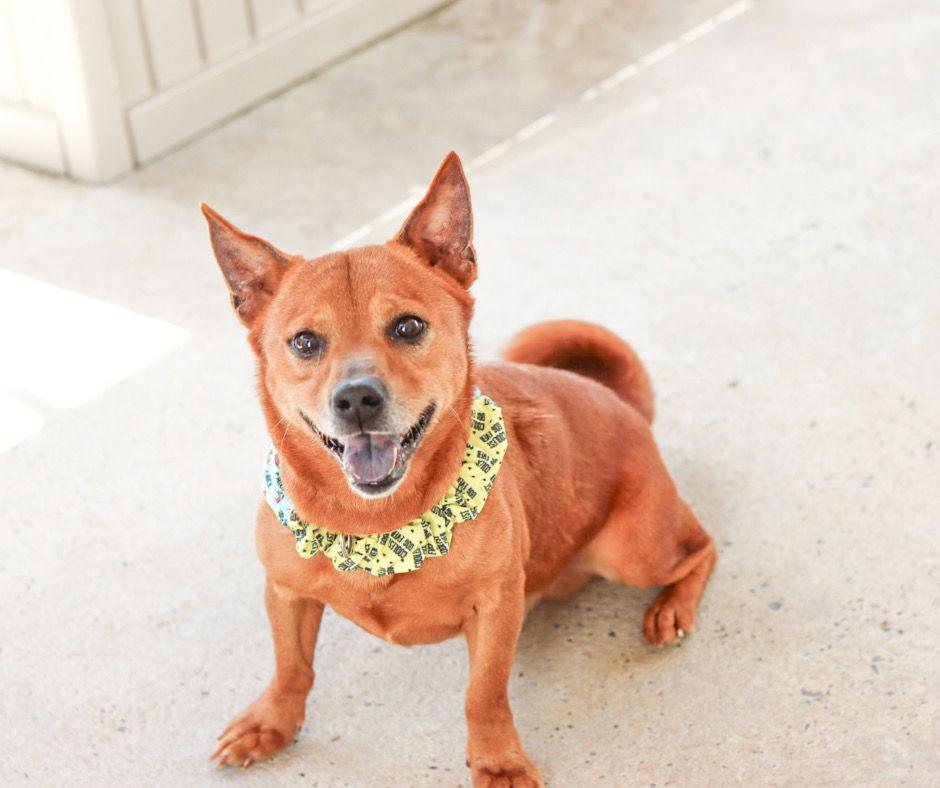 HOPPER, Adoptable, Young Male Chihuahua & Shiba Inu.