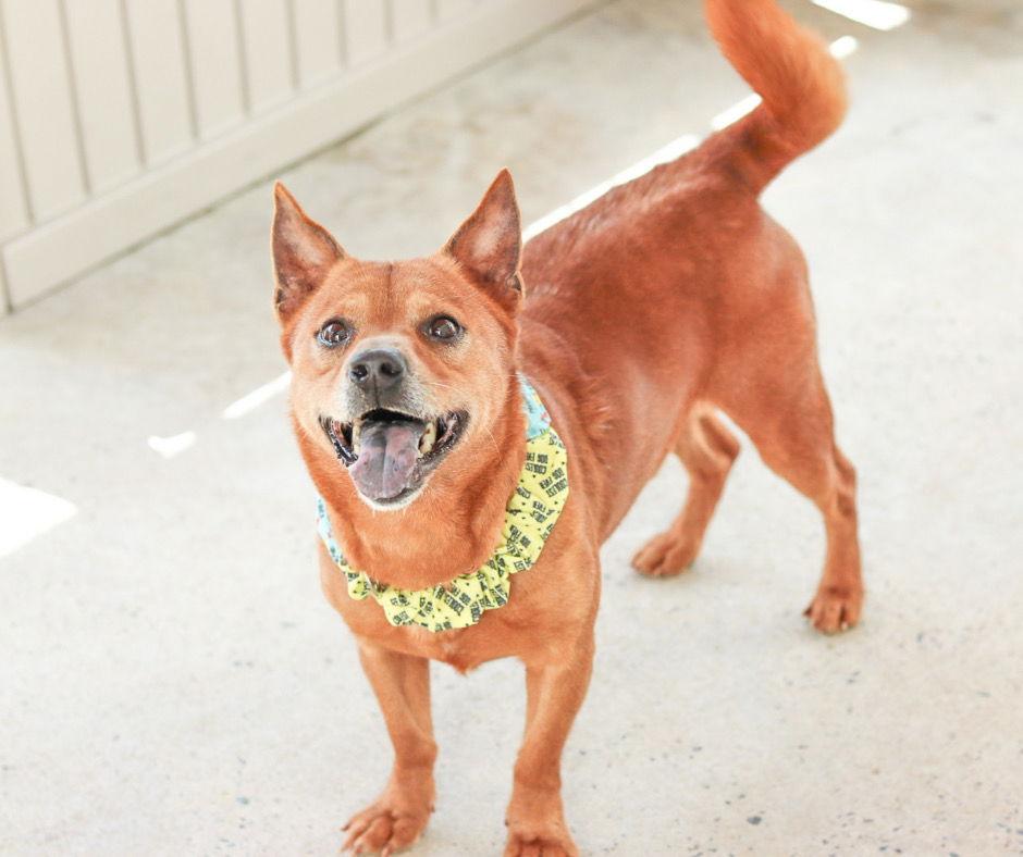 Enlarge HOPPER, a Adoptable mixed breed in Sanford, NC image 2/3