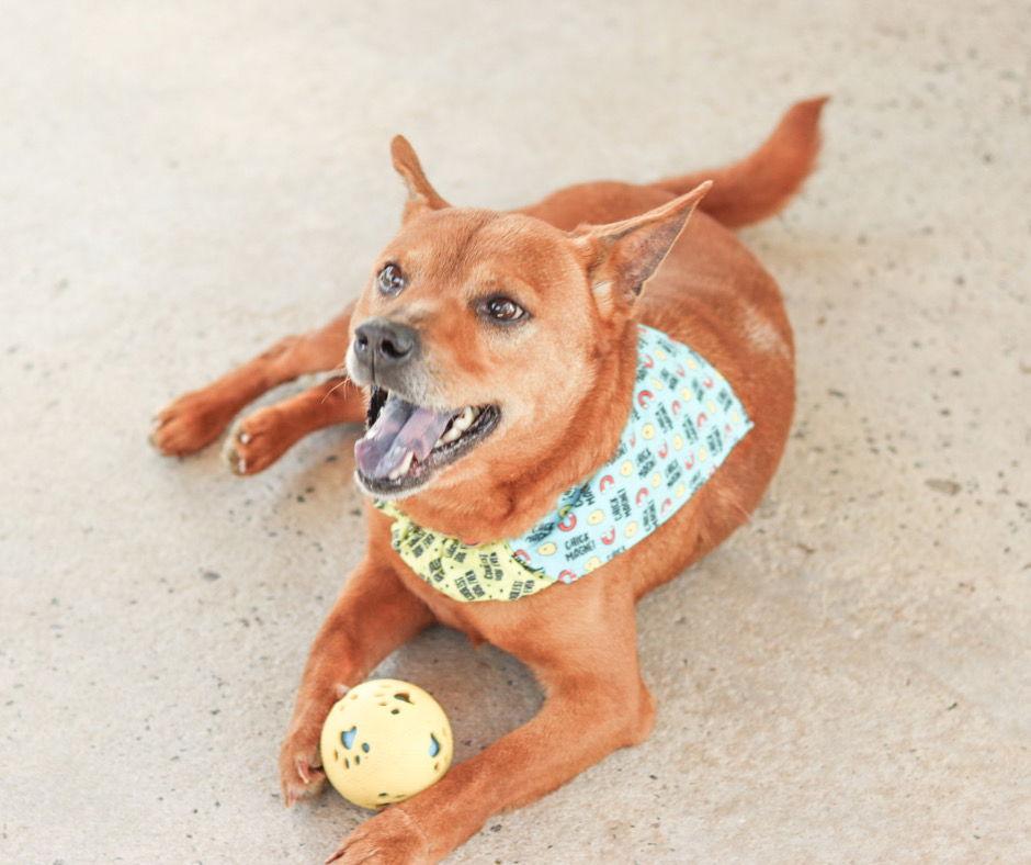 Enlarge HOPPER, a Adoptable mixed breed in Sanford, NC image 3/3