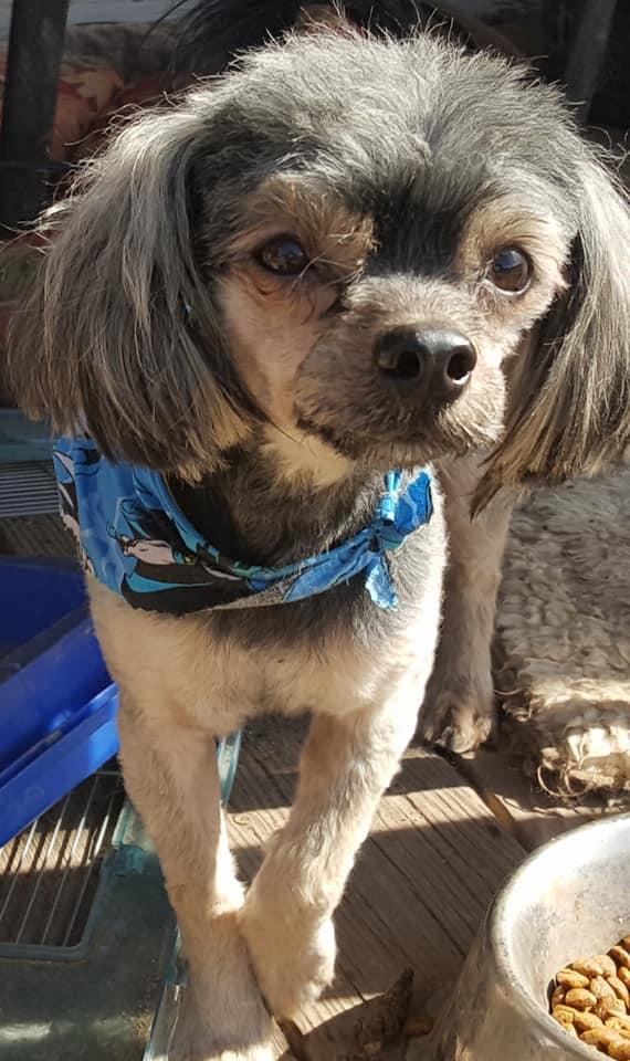 Killian, Adopted, Adult Male Yorkshire Terrier & Poodle.