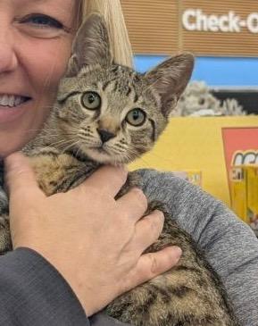 Enlarge Bing Clawsby (Petco) NKA Brad, a Adopted mixed breed in Fort Myers, FL image 1/1