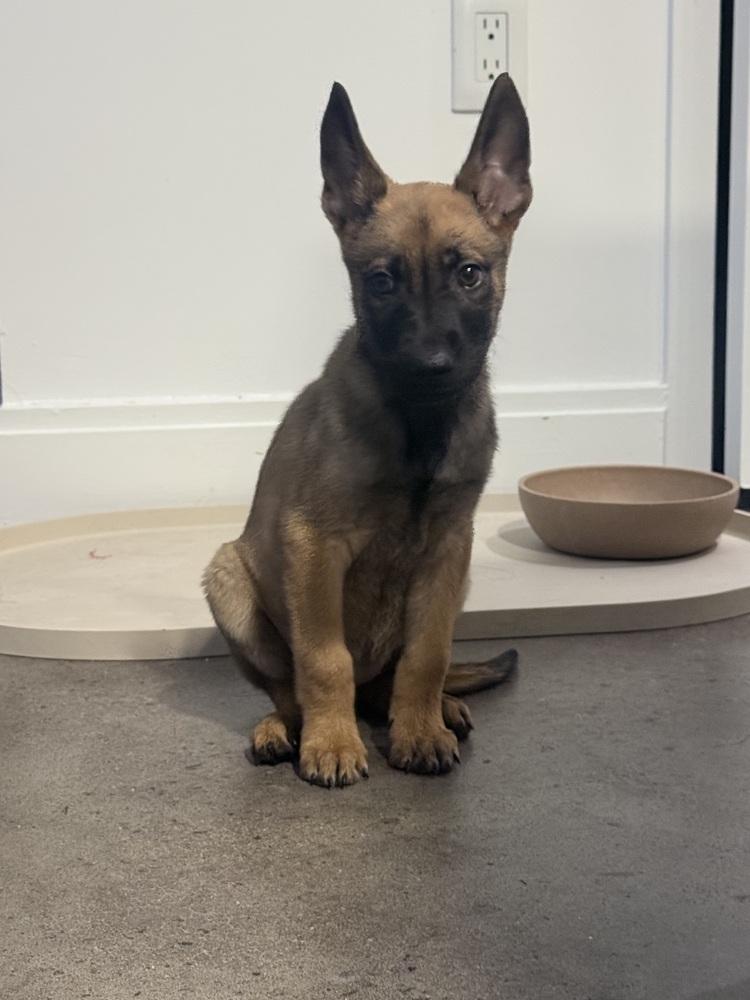 Diva, Adoptable, Puppy Female Belgian Shepherd / Malinois & Shepherd.