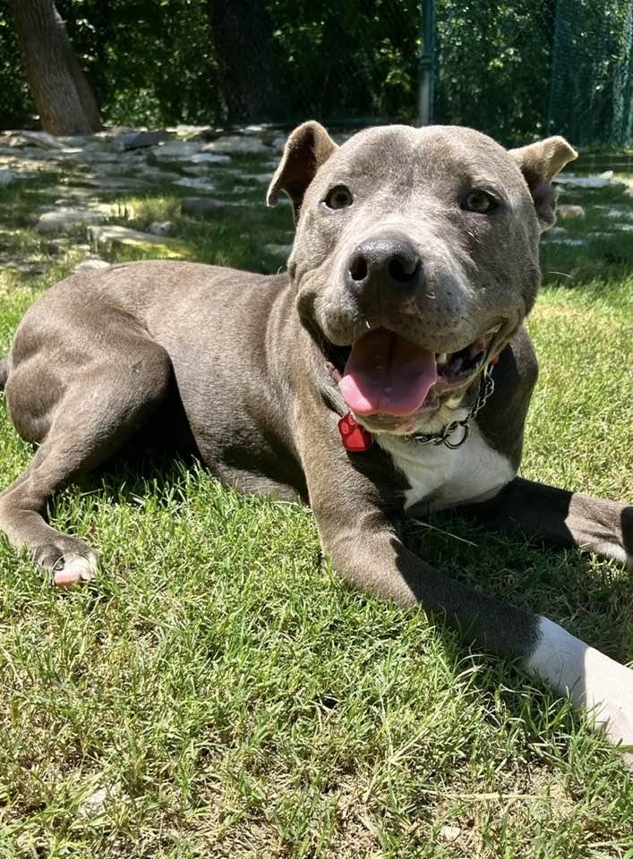 James, a ADOPTABLE mixed breed in San Francisco, CA image 1/6