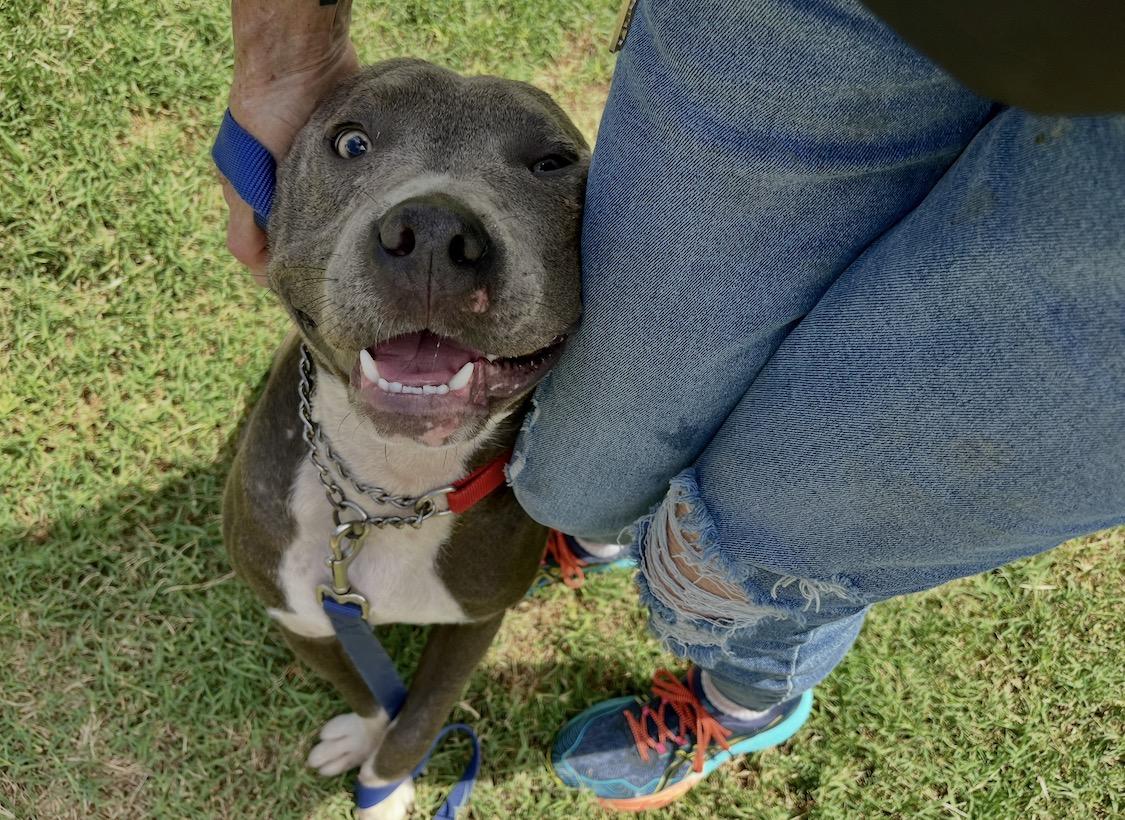 James, a ADOPTABLE mixed breed in San Francisco, CA image 6/6