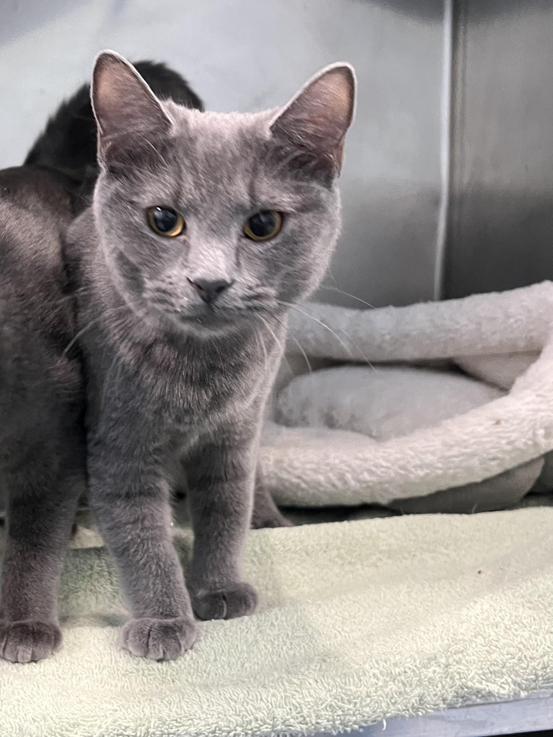 Enlarge Nyx, a Adoptable Domestic Short Hair in Berryville, VA image 2/2