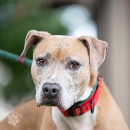 Pele boy, Adoptable, Senior Male Pit Bull Terrier & Mixed Breed.