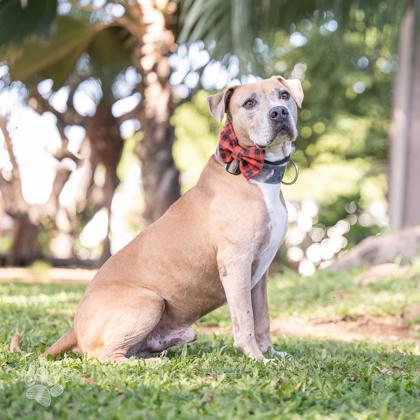 Enlarge Pele boy, a Adoptable mixed breed in Honolulu, HI image 3/4